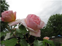 a6bb3f8a-Picture 700.jpg